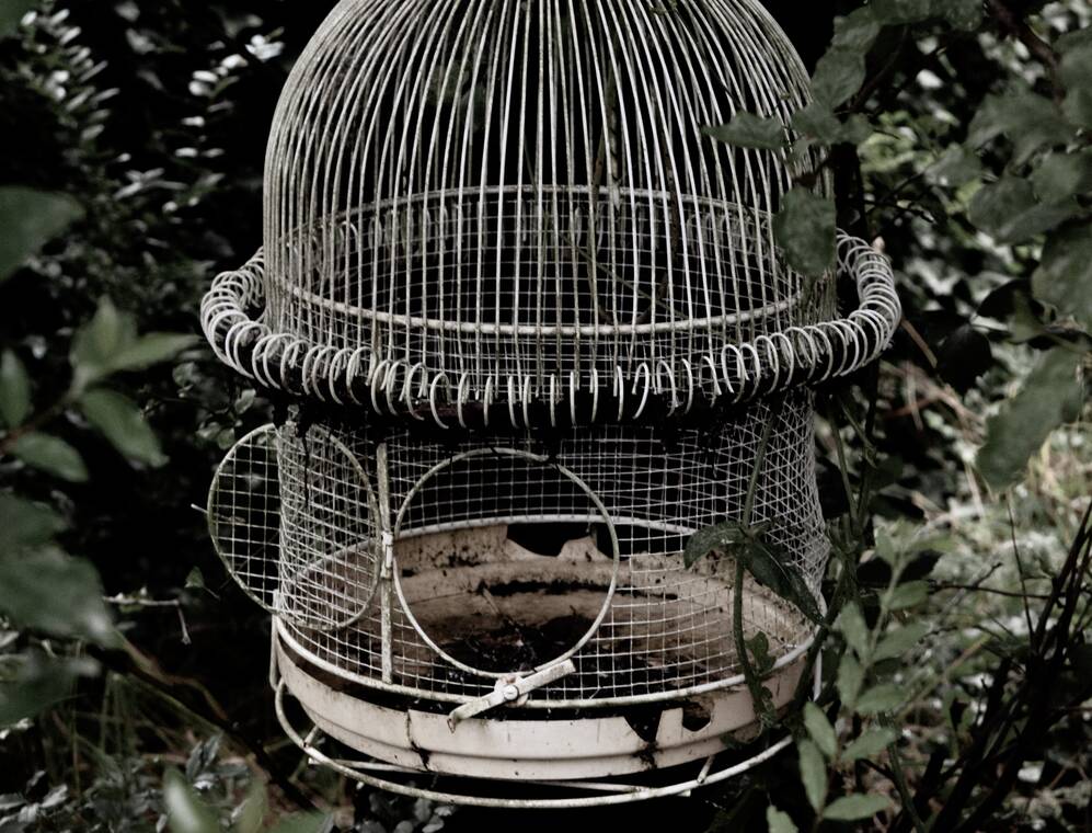 a bird cage hanging in aa tree
